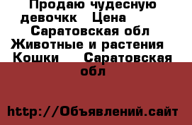 Продаю чудесную девочкк › Цена ­ 800 - Саратовская обл. Животные и растения » Кошки   . Саратовская обл.